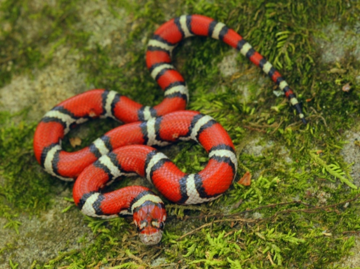 Red Milk Snake